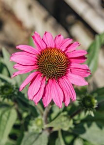 Echinacea "SunSeekers Hot Pink"