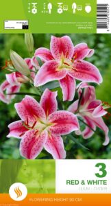 Lilium "Red & White"
