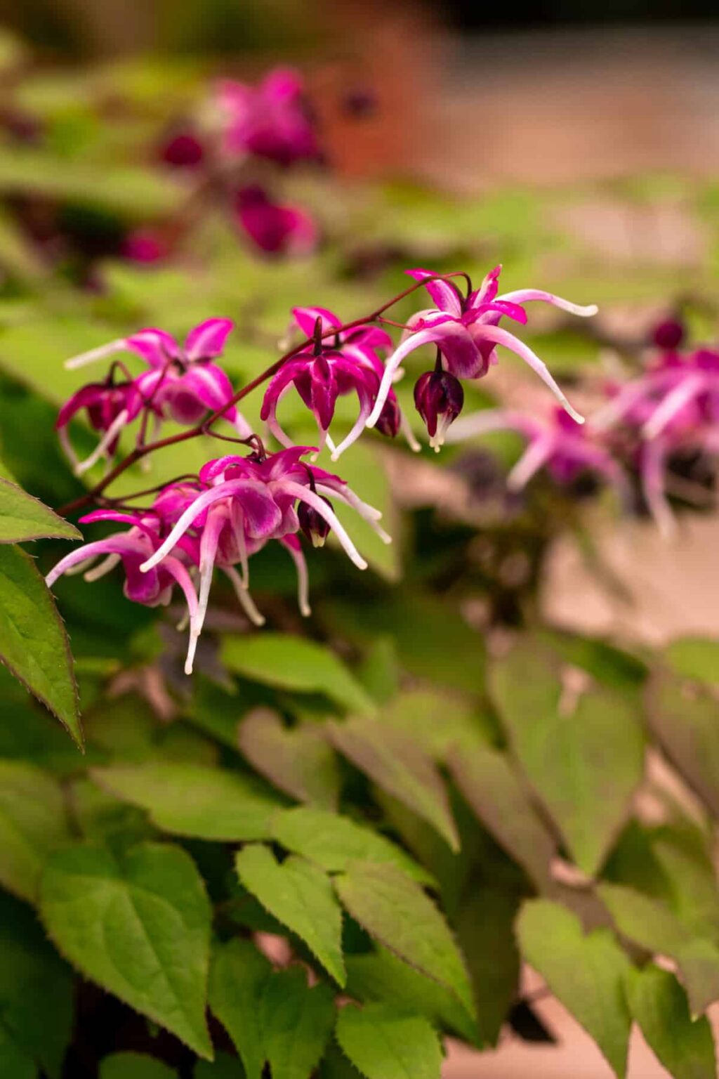 Epimedium, P9-ruukku (9 cm)