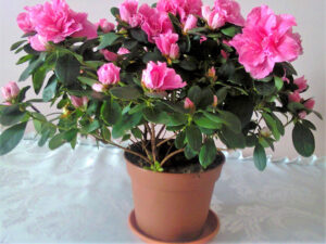 Kambarinė azalija Rhododendron simsii