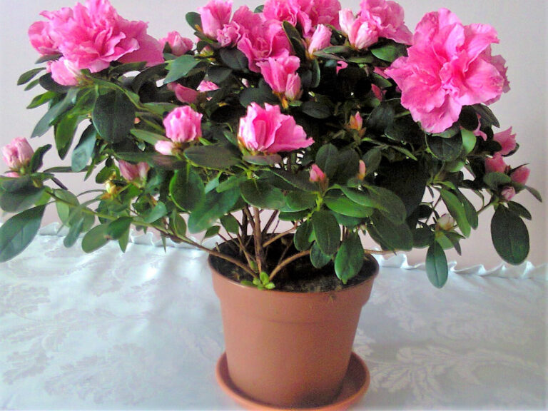 Indoor azalea Rhododendron simsii