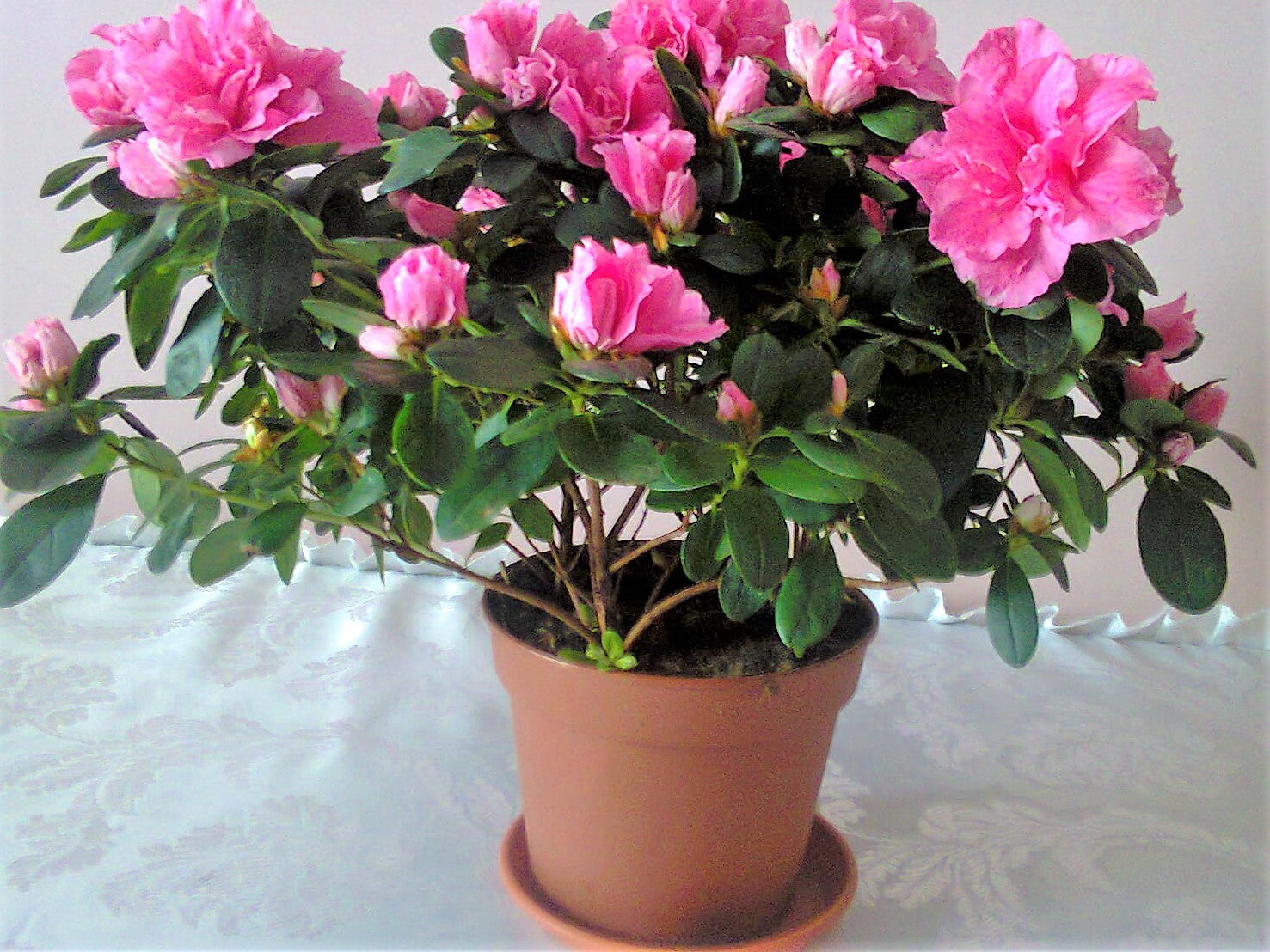 Азалия комнатная Rhododendron simsii