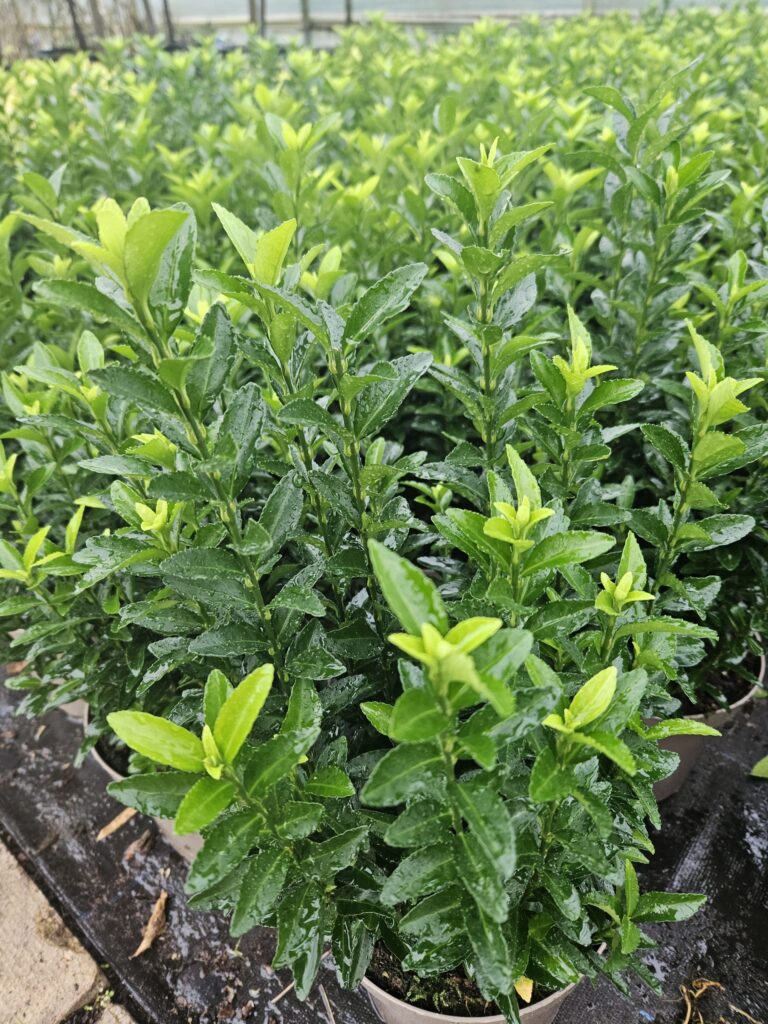 Euonymus Japonicus