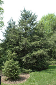 Tsuga canadensis