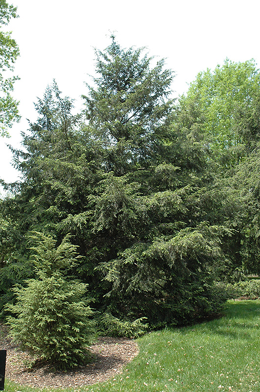 Tsuga canadensis