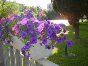 Petunia (Petuunia) segu