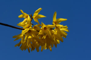 Forsythia x intermedia "Nana"