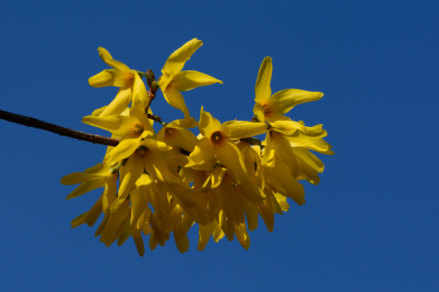 Forsythia "Maluh"