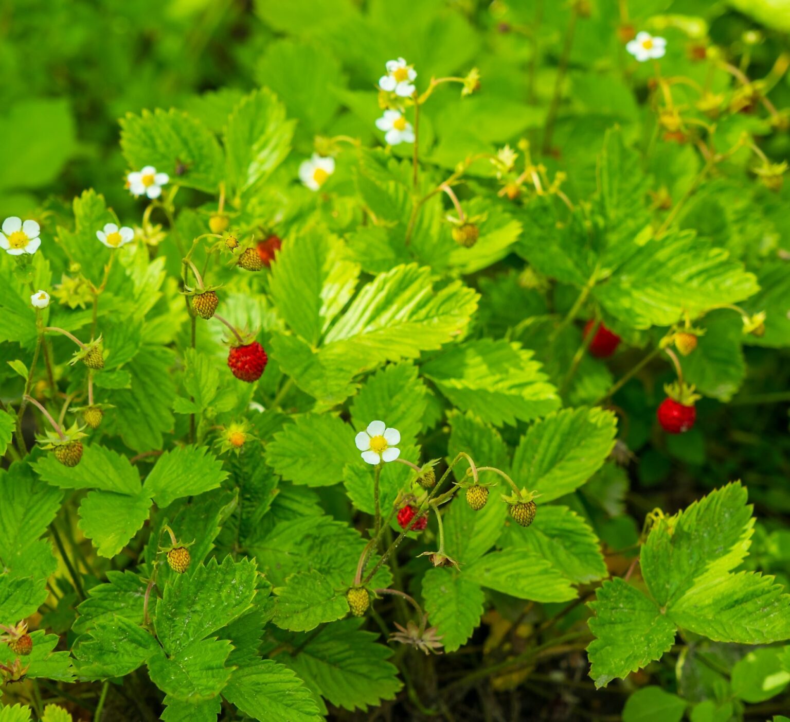 Земляника лесная "Erna" (Fragaria vesca "Erna"), P9