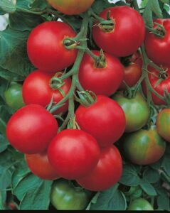 Solanum l. "Tolstoi"