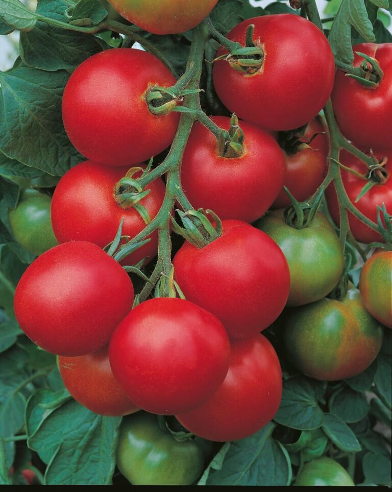 Solanum l. "Tolstoi"