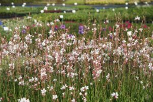 Gaura (Gaura lindheimeri) "Summer Breeze" P9 pott