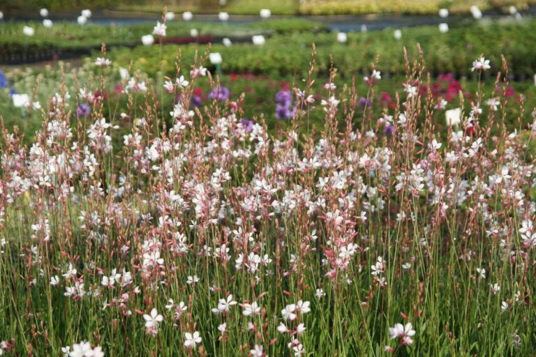 Gaura (Gaura lindheimeri) "Summer Breeze" P9 pott