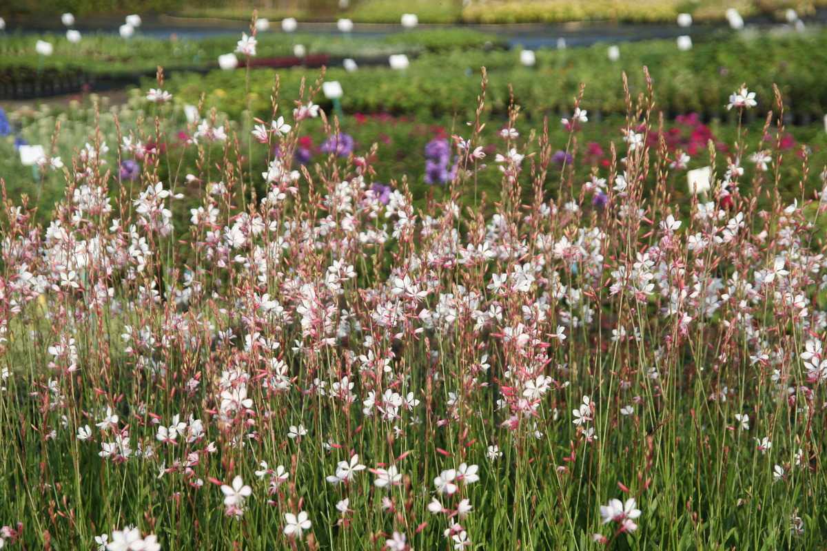 Gaura "Summer Breeze" 9 cm pods