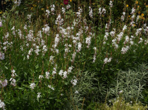 Gaura lindheimeri P9 pott