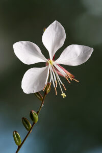 Gaura linheimeri White