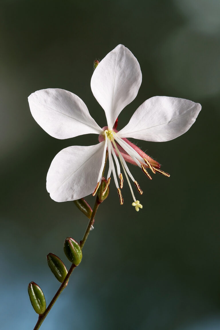 Gaura linheimeri White