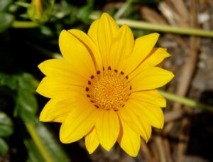 Gazania Rigens