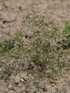 Gypsophila Muralis