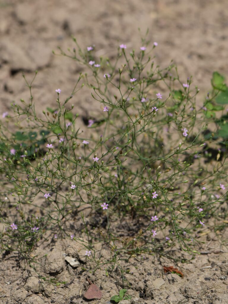 Gypsophila Muralis