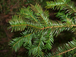 Taxus baccata