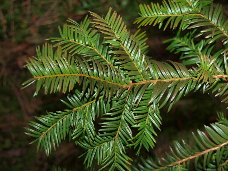 Euroopanmarjakuusi (Taxus baccata)