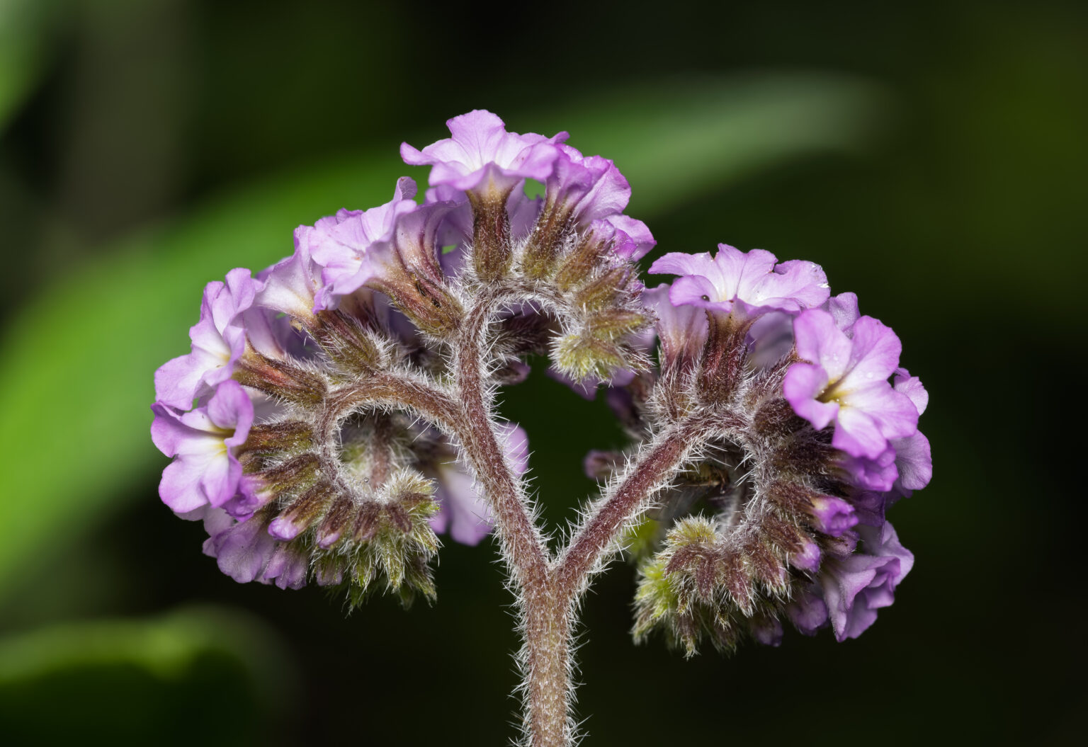 Heliotropium arborescens "Marine"