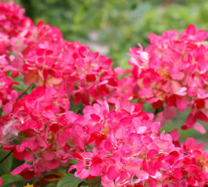 Гортензия метельчатая "Diamond Rouge" (Hydrangea paniculata), 1 л