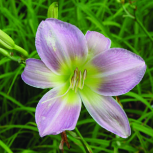 Hemerocallis "Catherine Woodbury" 9 cm pott