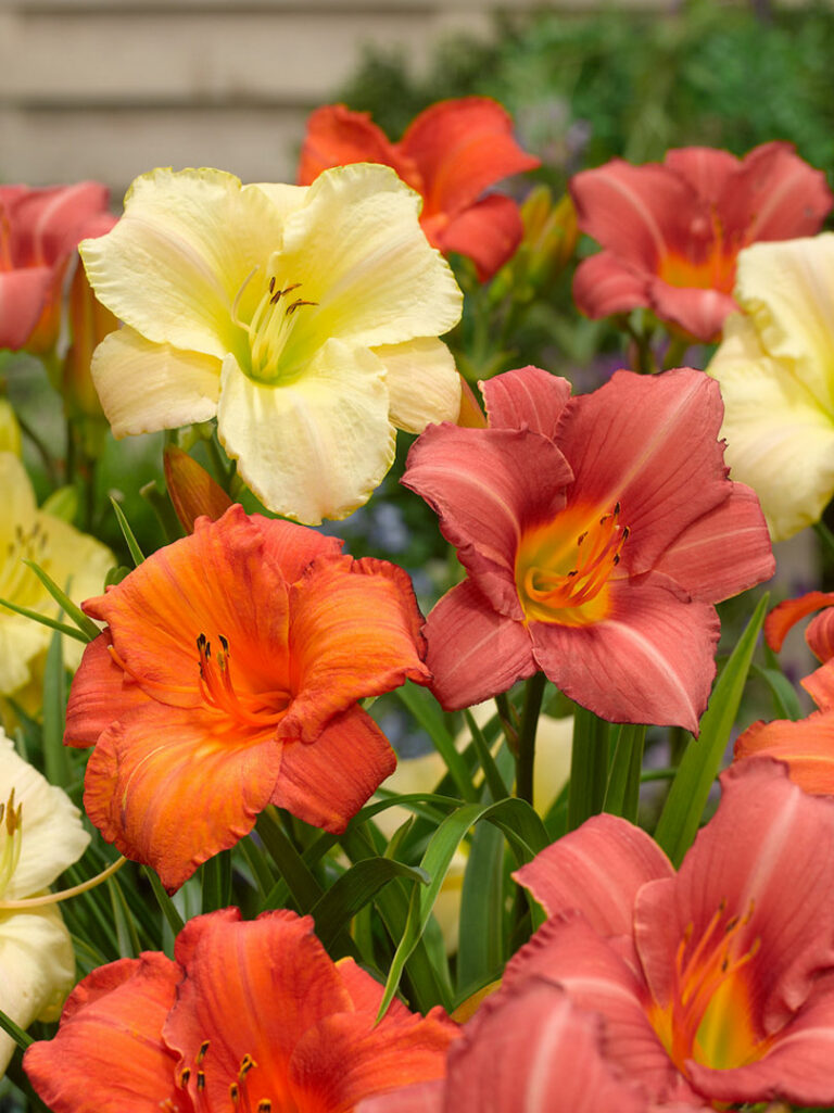 Hemerocallis assortii