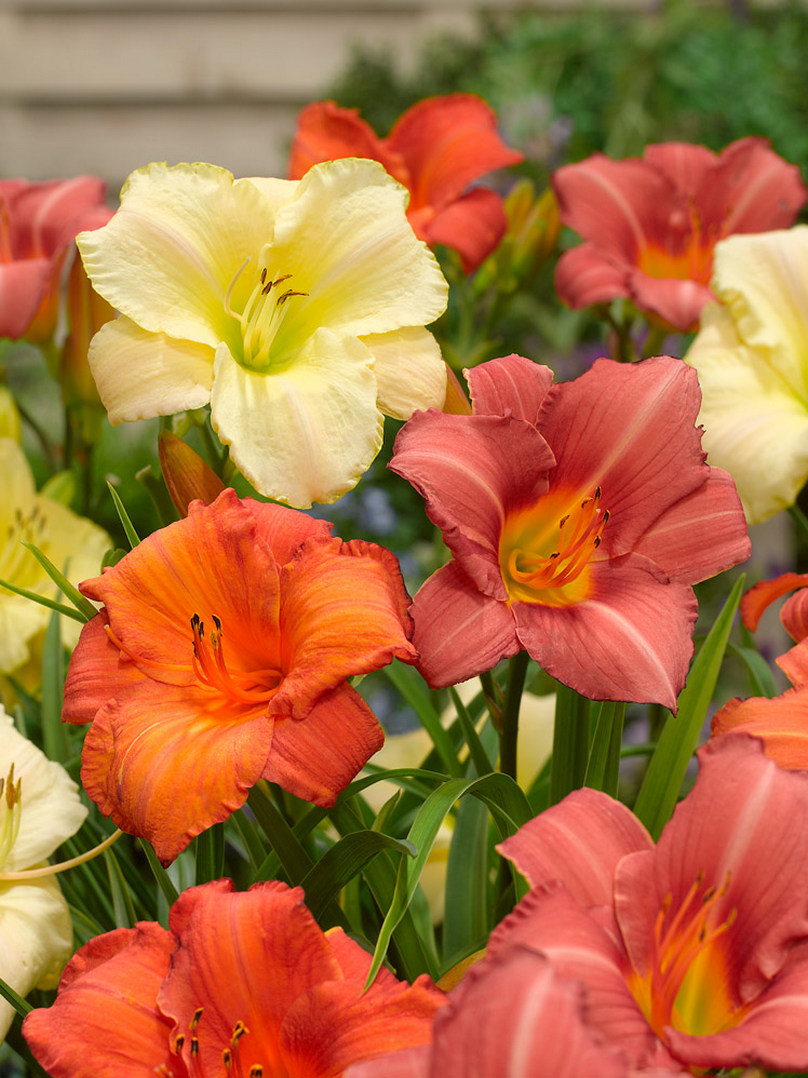 Hemerocallis assortii