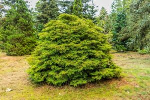 Hinoki cypress Chamaecyparis obtusa