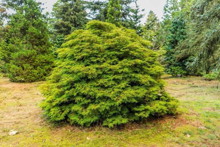 Chamaecyparis obtusa