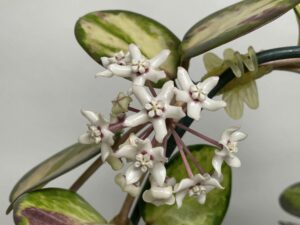 Hoya australis "Lisa", 6 cm pot