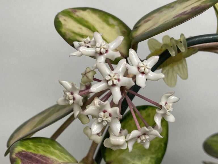 Hoja australis "Lisa", 6 cm vazonas