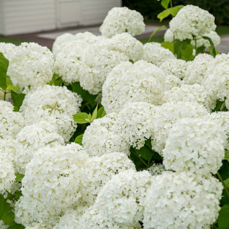 Hydrangea arborescens "Strong Annabelle"