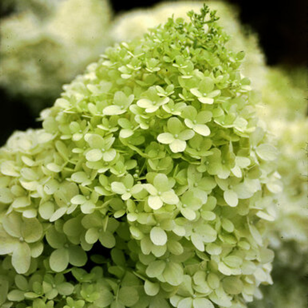 Hydrangea paniculata "Limelight"