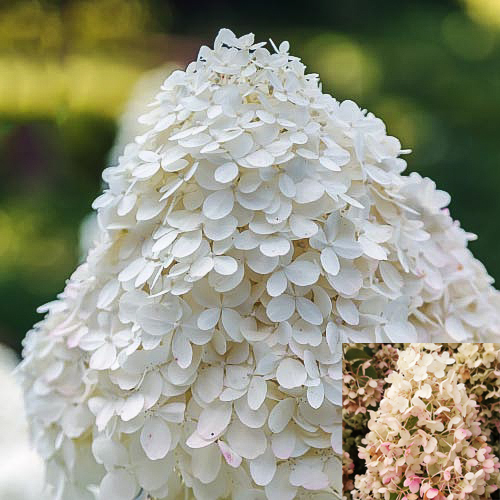 Hydrangea paniculata "Silver Dollar" ant kamieno