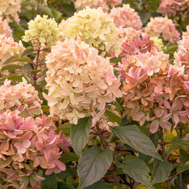 Hydrangea paniculata "Skyfall"