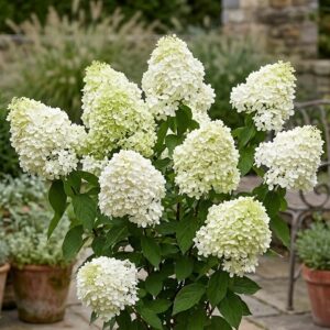 Hydrangea paniculata "Whitelight"