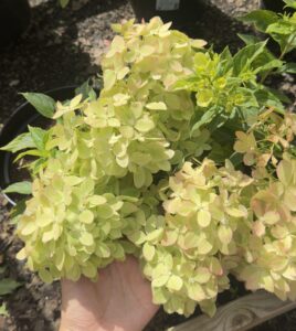Hydrangea paniculata "XS Light"
