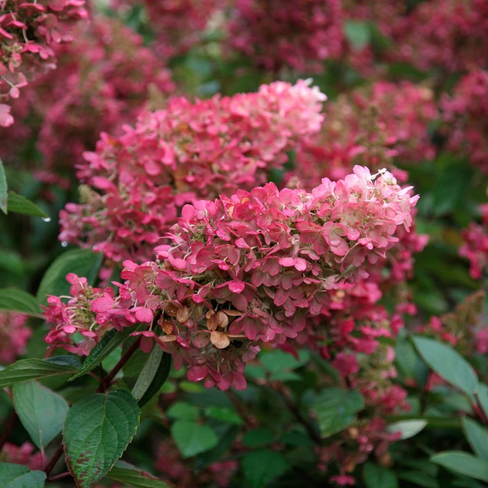 Hydrangea paniculata "Pink Lady"