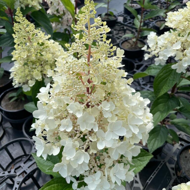 Syyshortensia "Candlelight" (Hydrangea paniculata), runkomuoto