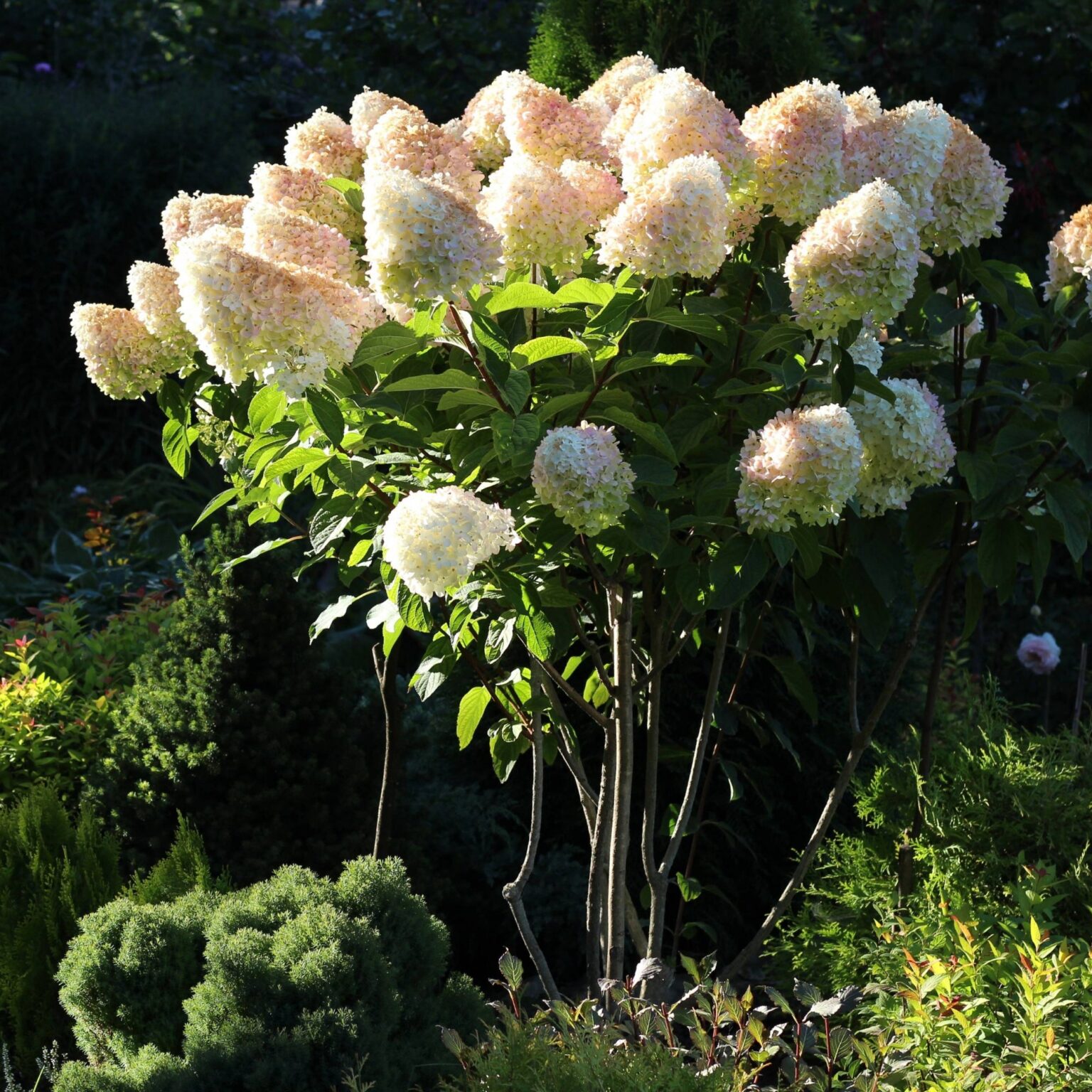 Hydrangea paniculata tüvel suur