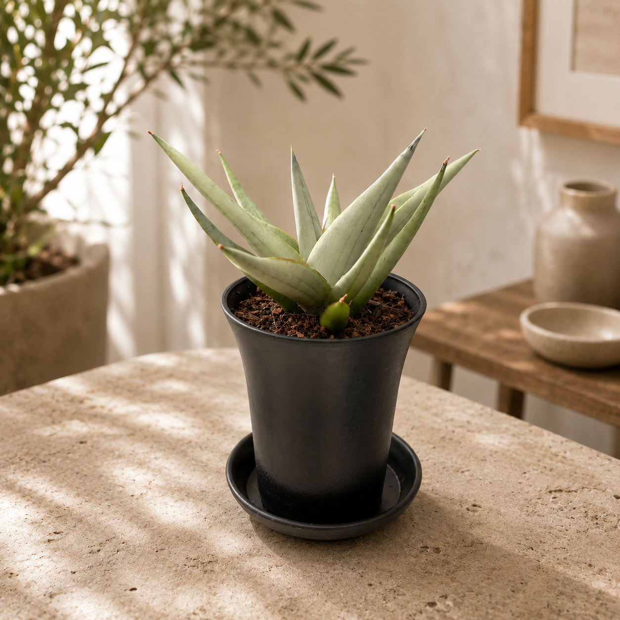 Sansevieria Comet Pastel Grey 7 cm pott