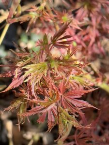 Acer palmatum "Jerre Schwartz"