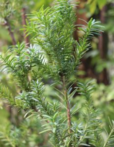 Taxus media "Hicksii"
