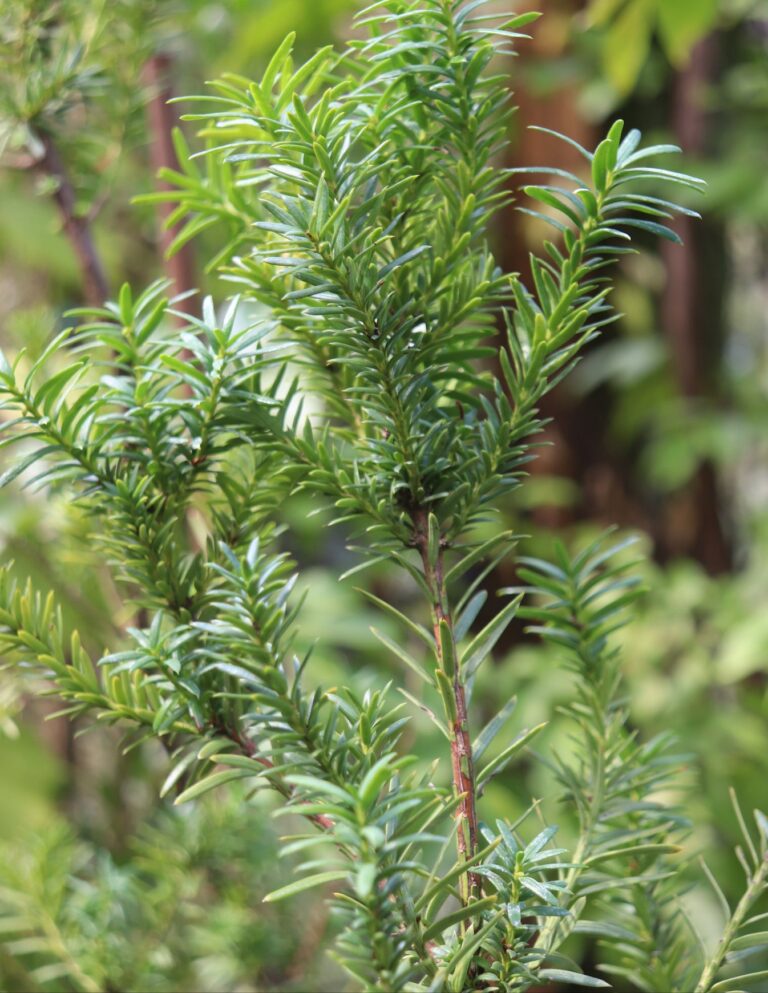 Taxus media "Hicksii"