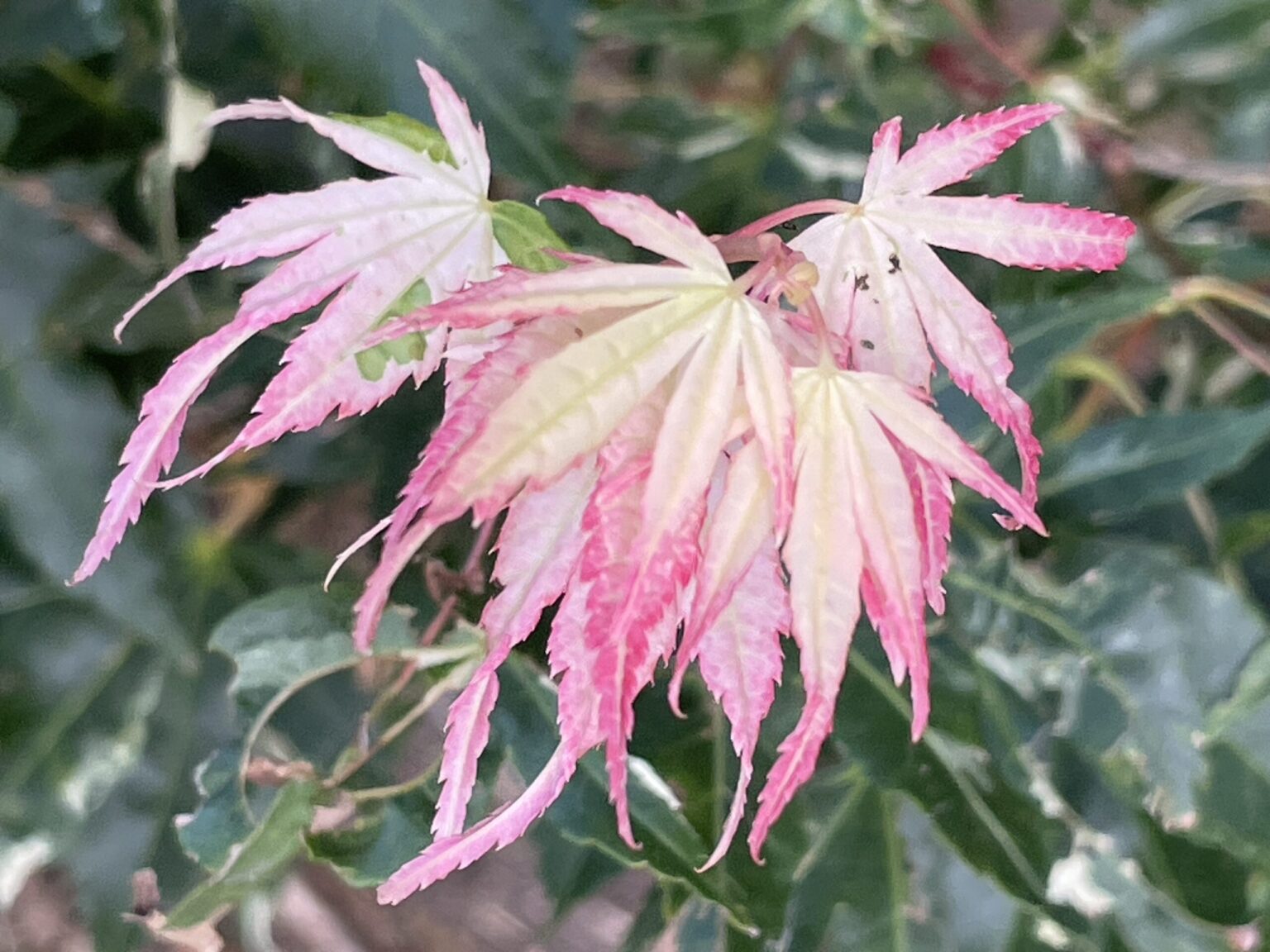 Клён дланевидный "Oridono-nishiki" (Acer palmatum)