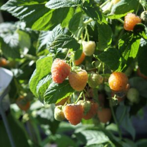 Rubus idaeus "Golden Everest"